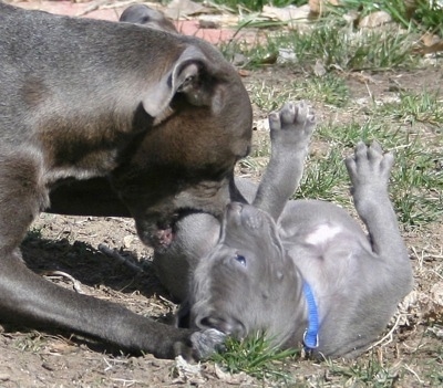The right side of an American Blue Lacy and an American Blue Lacy puppy that is laying on its back are playing with each other