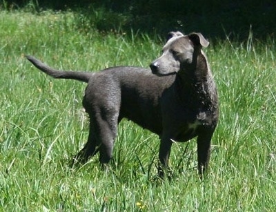 The right side of an American Blue Lacy that is standing on grass and it is looking to the left.
