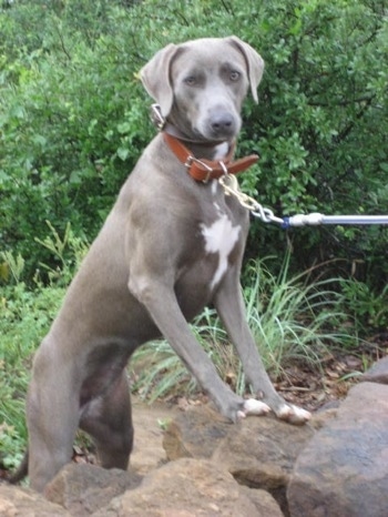 tri colored blue lacy puppies for sale
