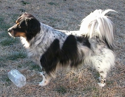 dalmatian and border collie mix