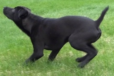 Brady the black Boglen Terrier running in the yard and looking up