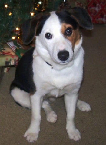A tri-color Border Beagle is sitting on a carpet in front of a Christmas tree and its head is slightly tilted to the left.