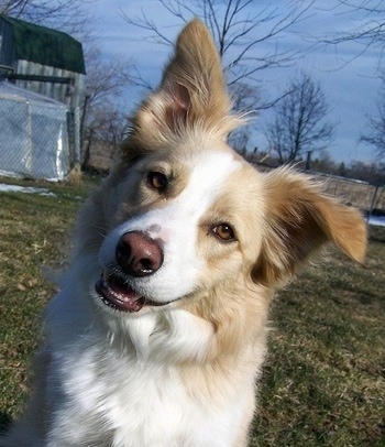 Close Up - Cobain the Border Collie sitting outside with its head tilted to the left