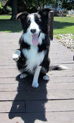 Koda the Black & White Border Collie sitting on a dock with a paw in the air. Its mouth is open and its tongue is out