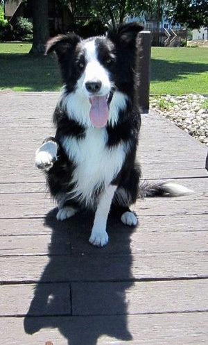 white paws family border collies