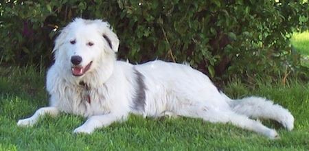 border collie and great pyrenees