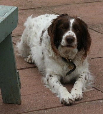A whit with brown Border Springer that is laying on a red porch, next to a bench and it is looking forward.