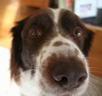 Close Up - The face of a white with brown Border Springer.