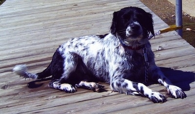 The right side of a white with black Border Springer that is laying across a wooden deck, it is tied to a pole and it is looking forward.