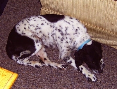 Topdown view of a white with black Border Springer that is laying down on a carpet, next to a couch and it is licking the floor.