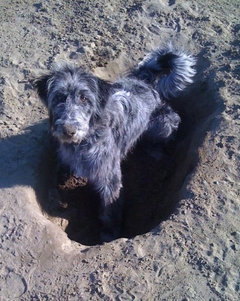Topdown view of a black and white Bordoodle that is standing in a hole in sand that it dug.