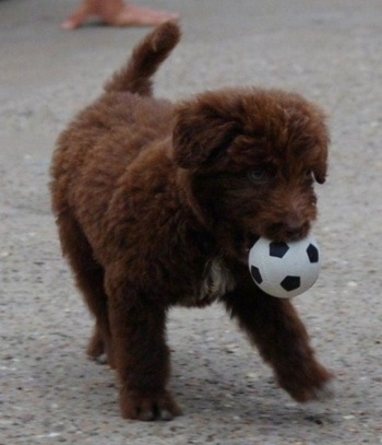 border collie toy poodle mix