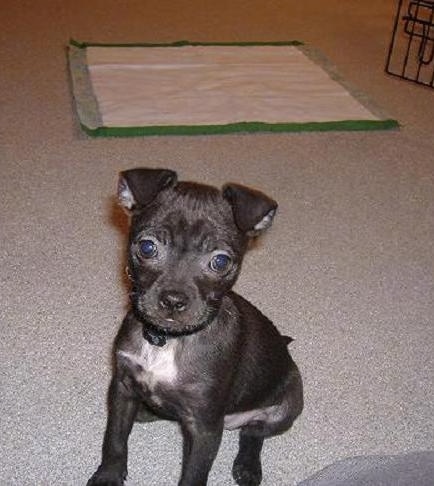 A small black puppy with a white chest and big round dark brown eyes and a black nose sitting on a carpet in front of a green and white pee pad.