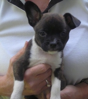 Close up - A black with white Bostillon puppy is being held in the arms of person. Its left ear is up and its right ear is flopped over.