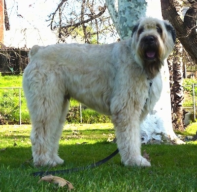 bouvier brindle