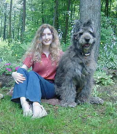 bouvier and poodle mix