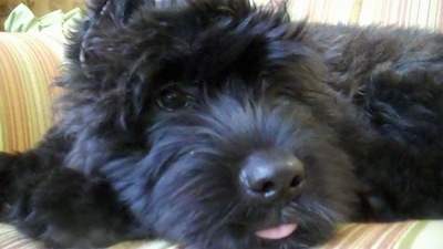 Close Up - Willow the Bouvier des Flandres laying on a couch with his tongue sticking out a little
