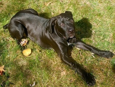 Topdown view of the front right side of a black Boweimar that is laying across grass and it is looking up.