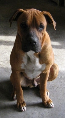 A brown with white Box-a-Shar dog sitting on cement and it is looking forward. It has wrinkles on its head, and soft looking ears that fold down to the sides.