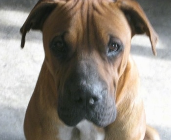 boxer shar pei puppies