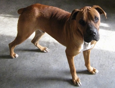 The front right side of a brown with white Box-a-Shar that is standing across a garage floor.