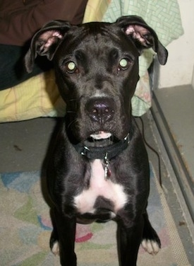 Bailey the black with white Boxador sitting on a small throw rug next to a mirror and looking at the camera holder