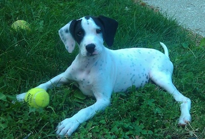 german shorthair boxer mix