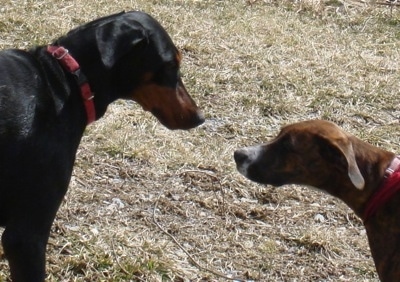 The left side of a brown brindle with white Boxerman puppy that is standing across from a black and brown Doberman Pinscher.