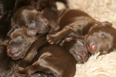 Close Up - a Litter of Boykin Spaniel puppies