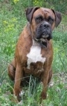 Bruno the Boxer as an adult dog sitting in a field