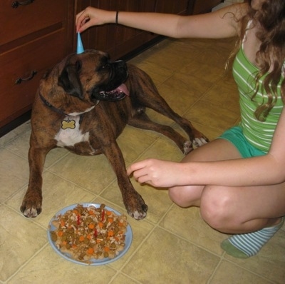 Sara putting a Tiny hat on Bruno the Boxer