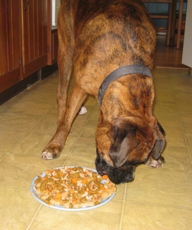 Bruno the Boxer methodically eating the dog food cake