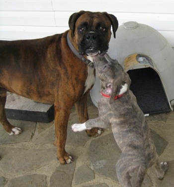 Spencer the Pitbull Terrier Puppy lifting himself up to lick Bruno the Boxers face