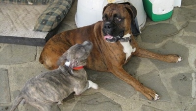 Spencer the Pit Bull Terrier Puppy about to jump at Bruno the Boxers face