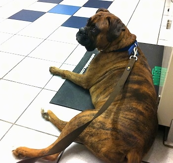 Bruno the Boxer laying on the floor in a veterinary office