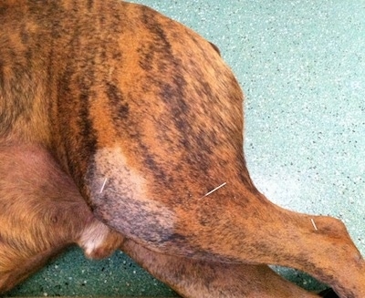 Close Up - Acupuncture needle in the leg of Bruno the Boxer