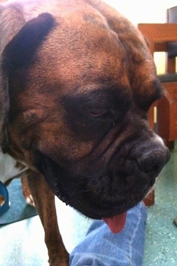 Bruno the Boxer with his mouth open and tongue out