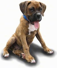Bruno the Boxer as a puppy photoshopped onto a white backdrop