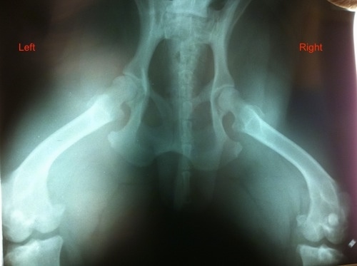 X-Ray of Brunos hips