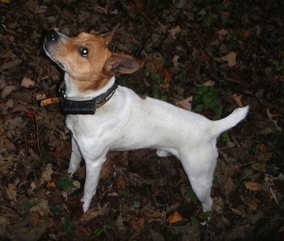 Buckley Mountain Feist Dog Breed 