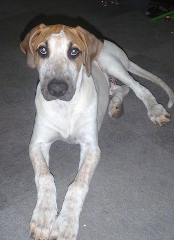 A white with brown Bull Arab puppy that is laying on a carpet and it is looking forward.