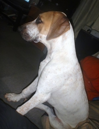 The left side of a white with brown Bull Arab puppy that is sitting on a blanket and it is looking to the left.
