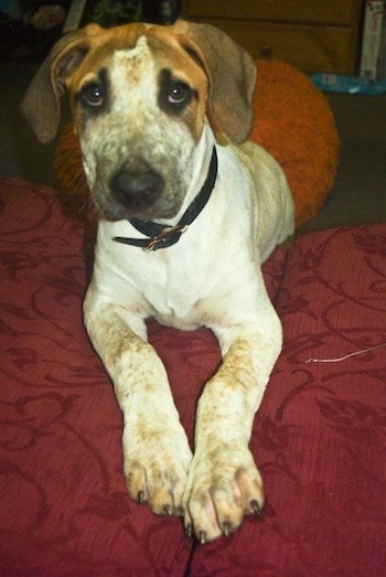 A white with brown and black Bull Arab puppy is laying on a couch and it is looking forward.