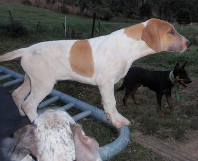 The right side of a white with brown Bull Arab puppy that is standing on the side of a trampoline. There is a black dog standing on grass behind it.
