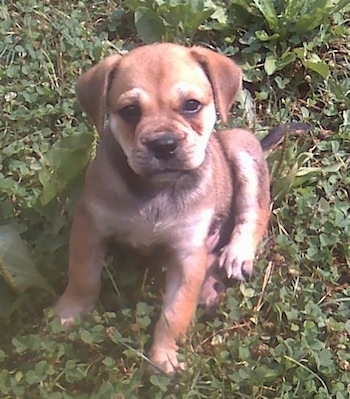 Topdown view of the front left side of a brown with white Bull-Aussie puppy that is sitting in a yard and it is looking up.