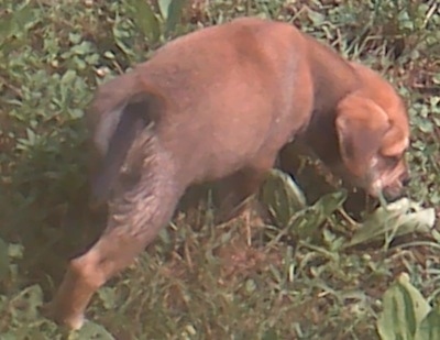 The back right side of a brown with white Bull-Aussie puppy that is sniffing its way across a lawn.
