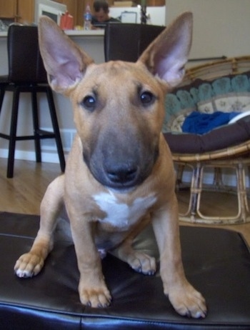 bull terrier brindle puppy