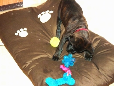 Topdown view of a brown with white Bullboxer Staff puppy that is standing on a dog pillow and it is playing with toys.