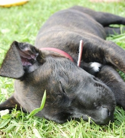 Close Up - The left side of a brown with white Bullboxer Staff puppy that is sleeping outside in grass.