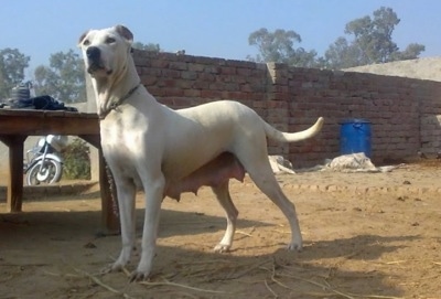 pakistani bully photo